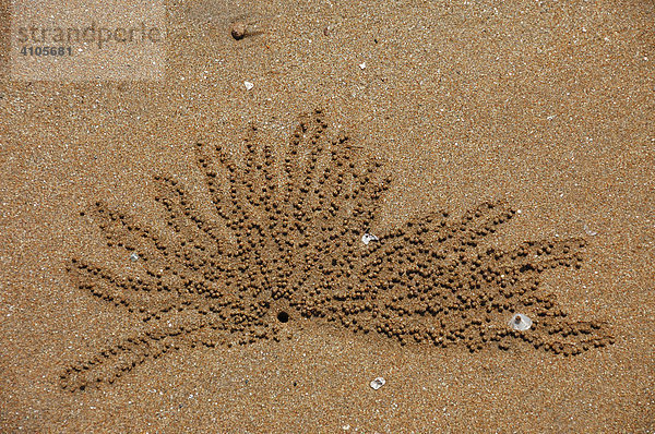 Sandkrabben Loch am Strand  Darwin  Northern Territory  Australien