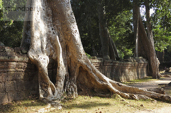 Ta Prohm Tempel  Angkor Wat  Kambodscha