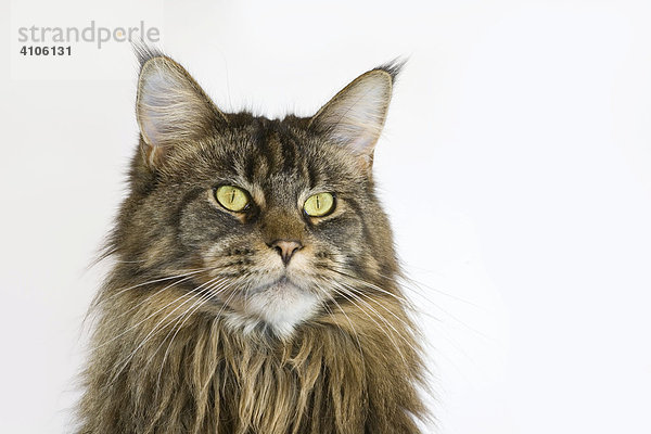 Portrait einer Maine Coon Katze