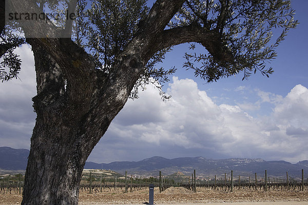 Weinberge  Rioja  Katalonien  Spanien