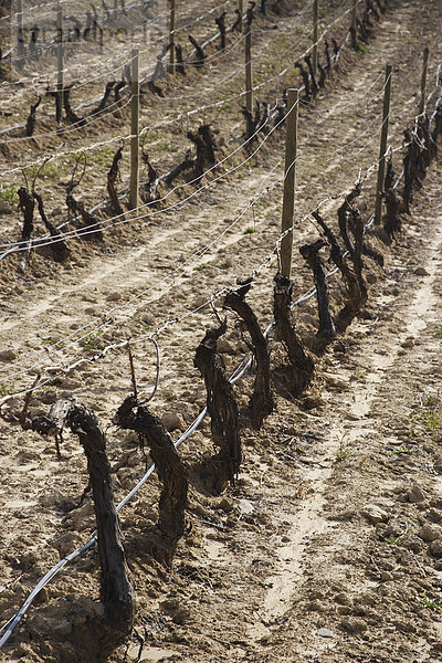 Weinanbau  Weinberg in La Rioja  Spanien