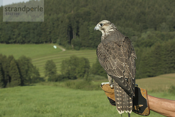 Gerfalke (Falco rusticolus) Beizvogel auf Falknerhandschuh