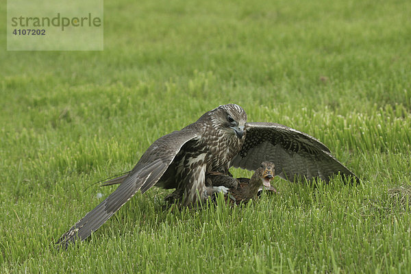 Ger-Sakerfalke (falco rusticolus-cherrug) Beizvogel  mit geschlagener Stockente (Anas platyrhynchos)