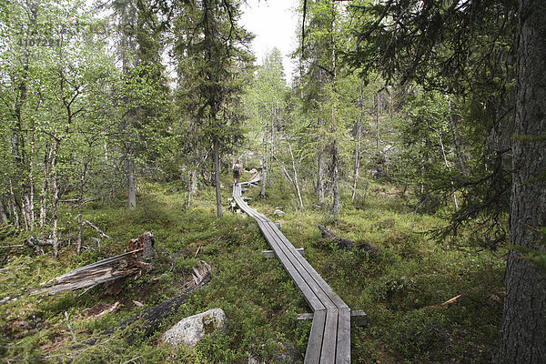 Holzsteg im Muddus Nationalpark  Schweden