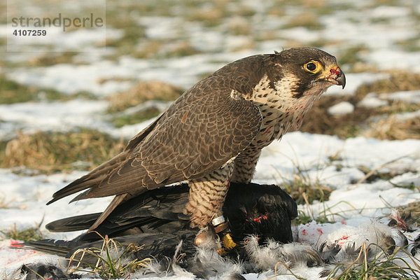 Wanderfalke (Falco peregrinus) Beizvogel  mit geschlagener Rabenkrähe (Corvus corone corone)