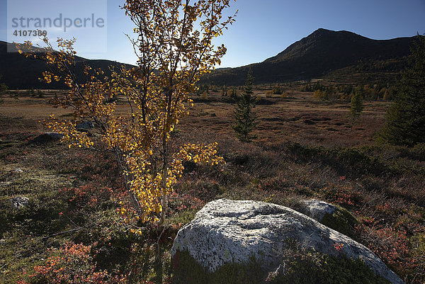 Herbstliche Landschaft im Norefjell  Provinz Buskerud (Buskerud Fylke)  Norwegen
