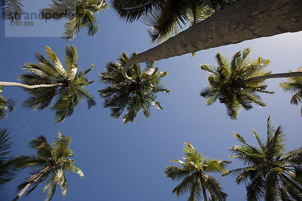 Froschperspektive  Kokospalmen (Cocos nucifera)  Playa Medina  Karibik  Sucre  Venezuela  Südamerika