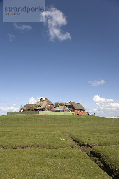 Warft auf Hallig Südfall  Nordfriesland  Schleswig Holstein  Norddeutschland  Deutschland