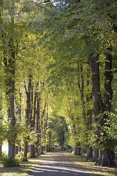 Herbstliche Baumallee im Schlosspark  Augustenburg  Alsen  Dänemark