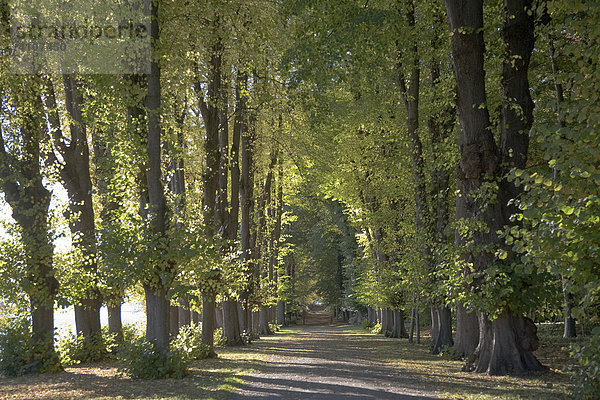 Herbstliche Baumallee im Schlosspark  Augustenburg  Alsen  Dänemark