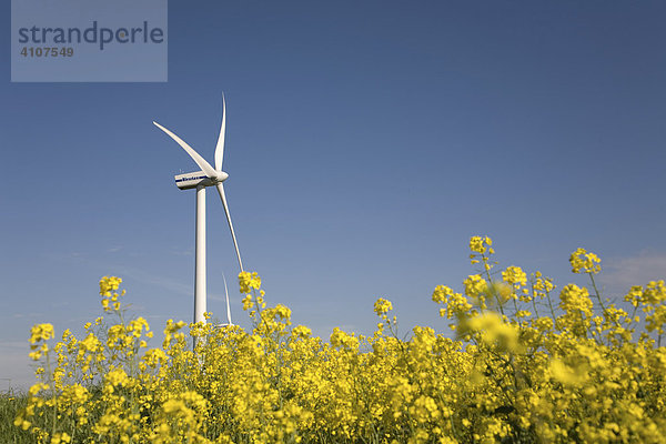 Windrad in den nordfriesischen Kögen zur Rapsblüte