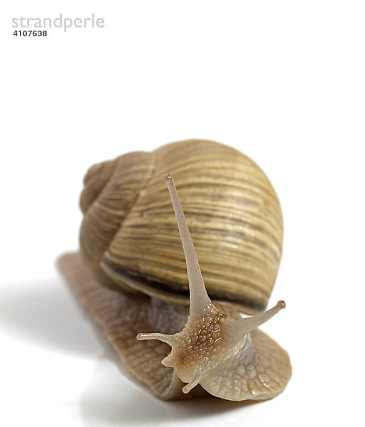Schnecke (Gastropoda)