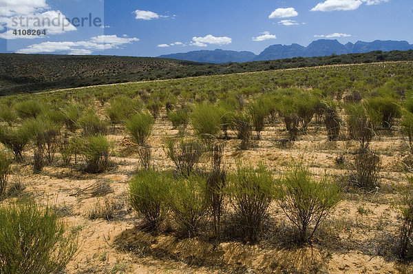 Roibusch oder Rooibos (Aspalathus linearis) Teeplantage  Clanwilliam  Südafrika  Afrika