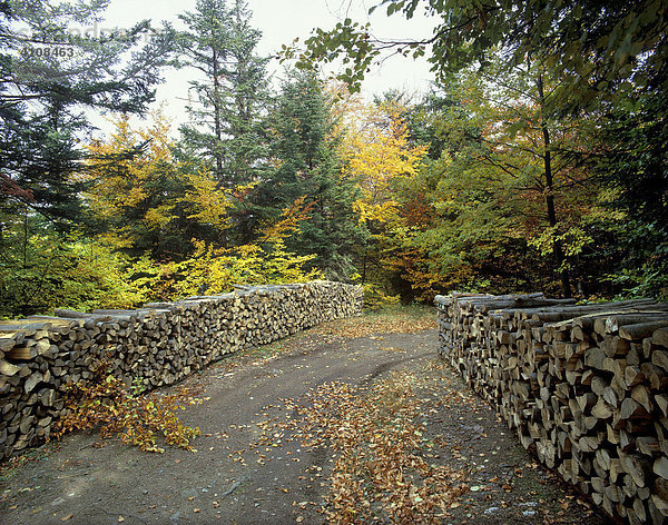 Waldweg mit Holzstapel  Brennholz im Herbst