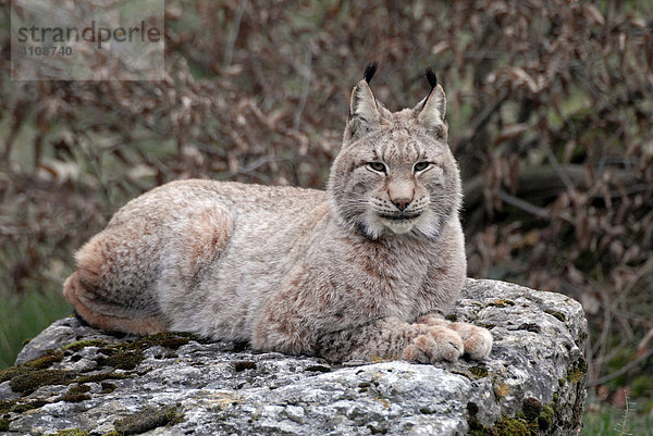 Luchs (Lynx lynx)  Tierpark  Deutschland  Europa