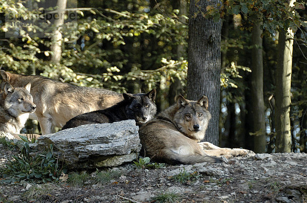 Mackenzie-Wölfe (Canis lupus occidentalis)  im Tierpark  Deutschland  Europa