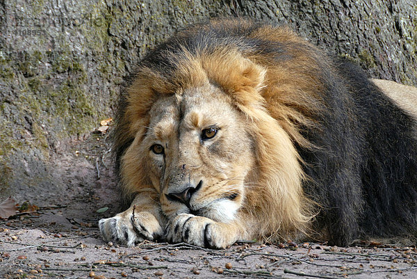 Löwe (Panthera leo) im Tierpark  Deutschland  Europa