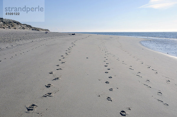 Fußabdrücke am Strand beim Ellenbogen  im Norden von Sylt  bei List  Sylt  nordfriesische Insel  Schleswig Holstein  Deutschland  Europa