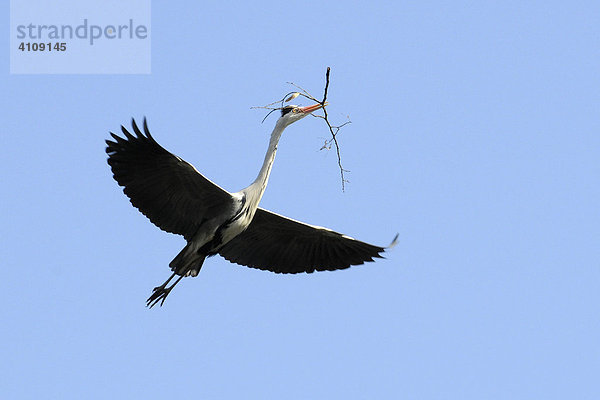 Graureiher (Ardea cinerea) beim Nestbau  Tierpark  Baden Württemberg  Deutschland  Europa