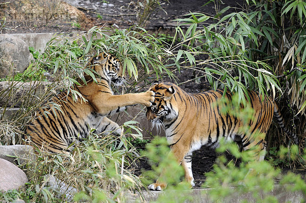 Sumatra Tiger (Panthera tigris sumatrae)  Tierpark  Baden-Württemberg  Deutschland  Europa