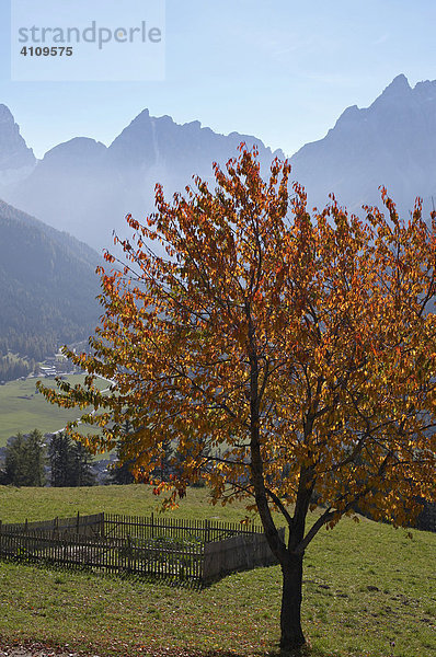 Herbstlich verfärbter Obstbaum in den Sextener Dolomiten  Südtirol  Italien