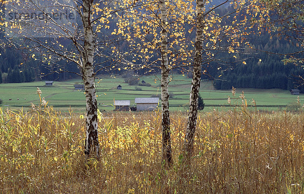 Herbstliche Birken am Weissensee  Kärnten  Österreich