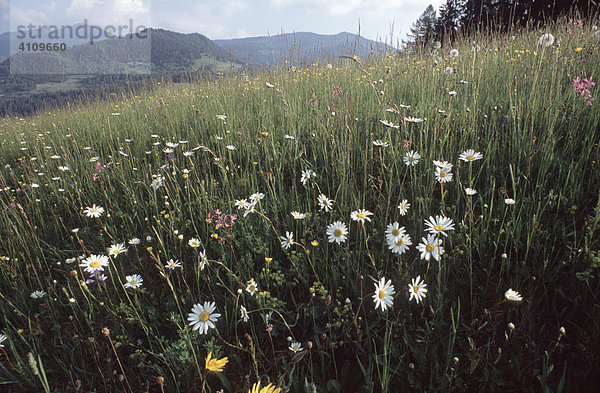 Blumenwiese  Nockberge  Kärnten  Österreich