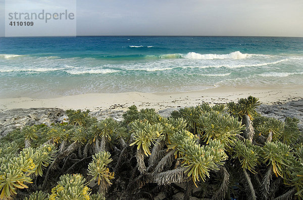 Tropischer Bewuchs am Strand von Cayo Largo  Kuba