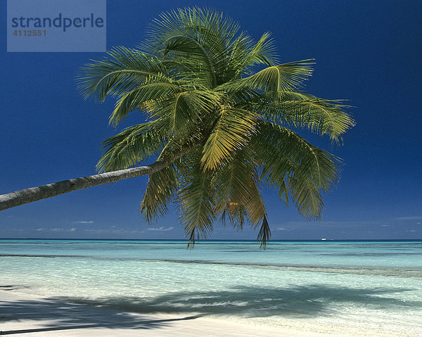 Palme hängt ins Meer  Strand  Malediven