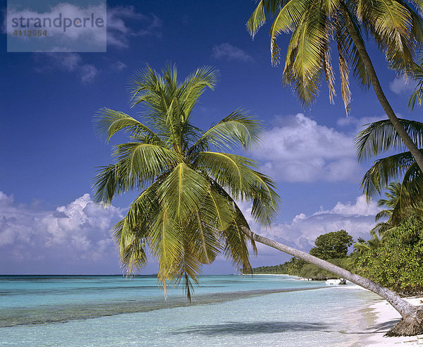 Palme hängt ins Meer  Strand  Malediven