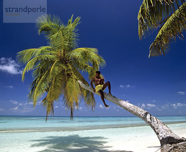 Junger Mann sitzt auf einer Palme  Strand  Meer  Malediven