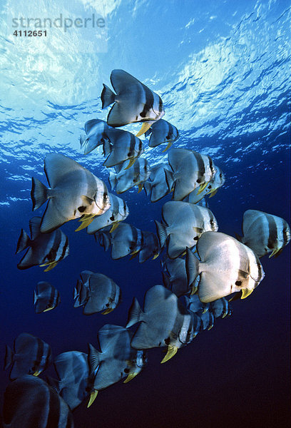 Fledermausfische (Platax)  Unterwasserfoto  Indischer Ozean