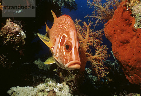 Grossdorn Husarenfisch (Sargocentron spiniferum)  Korallen  Unterwasserfoto  Indischer Ozean