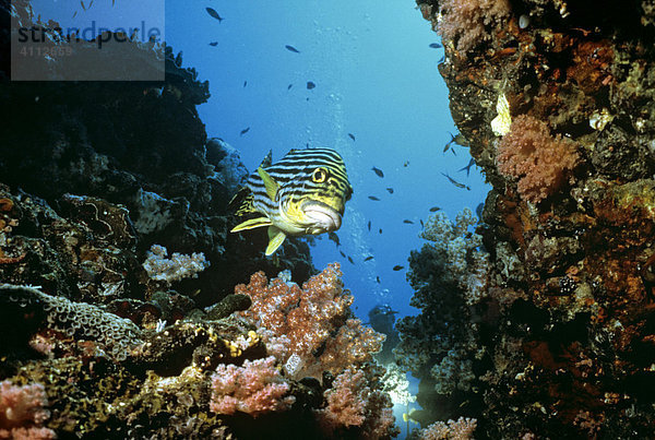 Orientalische Süßlippe (Plectorhinchus orientalis)  Korallen  Unterwasserfoto  Indischer Ozean
