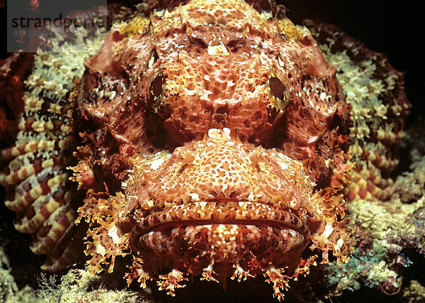 Bärtiger Drachenkopf (Scorpaenopsis barbatus)  Unterwasserfoto  Indischer Ozean