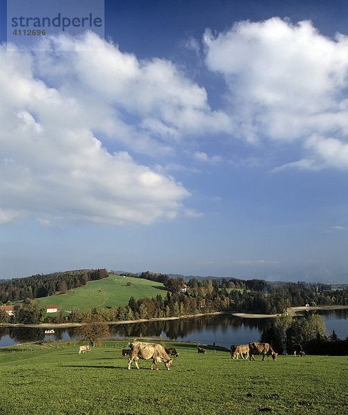 Schwaltenweiher bei Seeg  Ostallgäu  Bayern  Deutschland