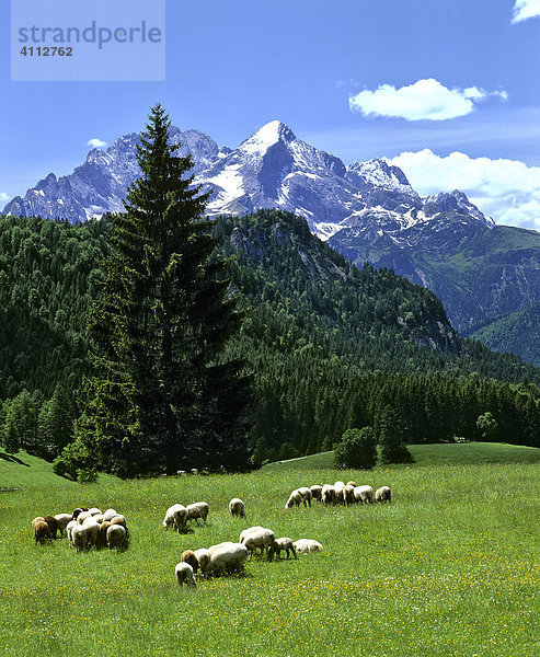 Schafherde auf einer Alm  Wettersteingebirge  Garmisch-Partenkirchen  Oberbayern  Deutschland