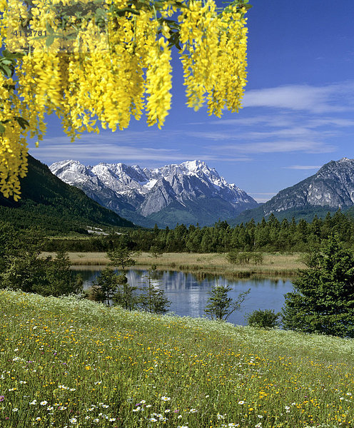 Blumenwiese im Frühling  Gebirgslandschaft  Sieben Quellen bei Eschenlohe  Loisachtal  Goldregen  Moos  Oberbayern  Deutschland