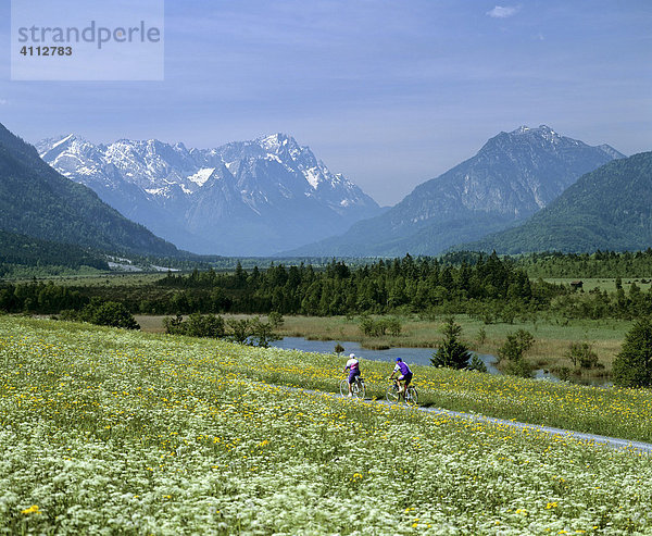 Radfahrer auf Feldweg  Blumenwiese im Frühling  Gebirgslandschaft bei Eschenlohe  Oberbayern  Deutschland