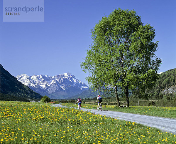 Radfahrer auf Feldweg  Blumenwiese im Frühling  Gebirgslandschaft bei Eschenlohe  Oberbayern  Deutschland