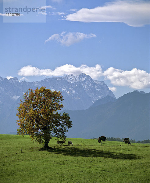 Kuhweide  Buche im Herbst  Wettersteingebirge  Oberbayern  Deutschland