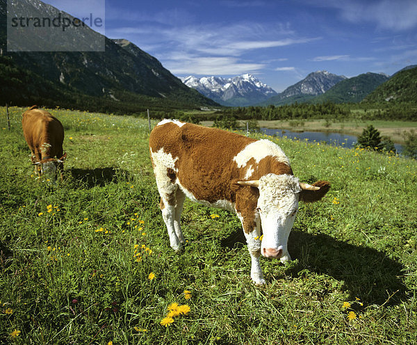 Kuhweide  Kühe  Frühlingswiese  Gebirgslandschaft bei Eschenlohe  Oberbayern  Deutschland
