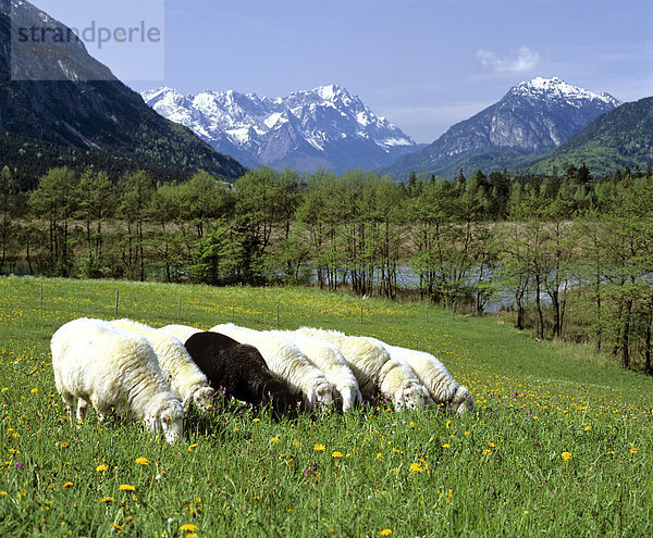 Das Schwarze Schaf  Schafherde  Frühlingswiese  Gebirgslandschaft bei Eschenlohe  Oberbayern  Deutschland