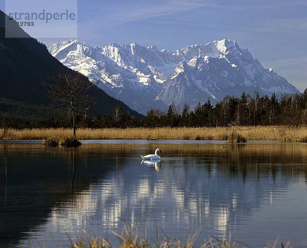 Sieben Quellen  Moos  Gebirgslandschaft bei Eschenlohe  Loisachtal  Wettersteingebirge  Oberbayern  Deutschland