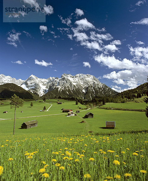 Tonihof  Blumenwiese im Frühling  Wettersteingebirge  Alpspitze  Mittenwald  Oberbayern  Deutschland