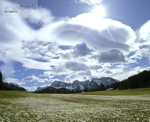 Krokuswiese bei Gerold im Frühling  Föhnstimmung  Wettersteingebirge  Oberbayern  Deutschland