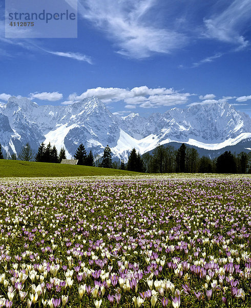 Krokuswiese bei Gerold im Frühling  Föhnstimmung  Karwendelgebirge  Oberbayern  Deutschland