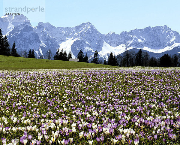 Krokuswiese bei Gerold im Frühling  Karwendelgebirge  Oberbayern  Deutschland