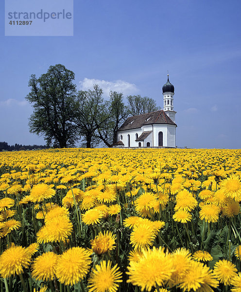 Andreaskirche bei Etting  Löwenzahnwiese im Frühling  Oberbayern  Deutschland