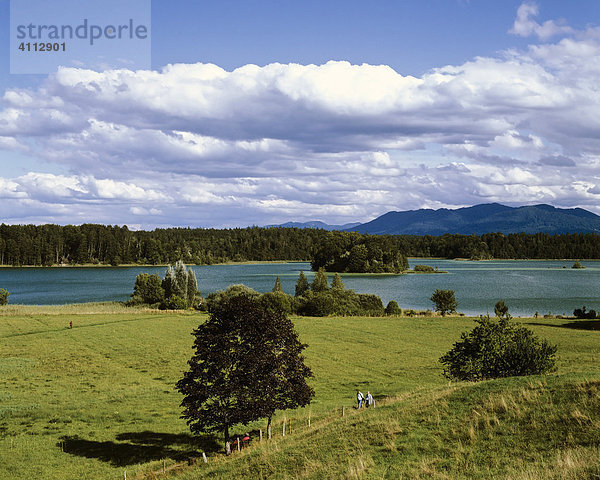 Naturschutzgebiet Osterseen bei Lauterbach  Marieninsel  Oberbayern  Deutschland